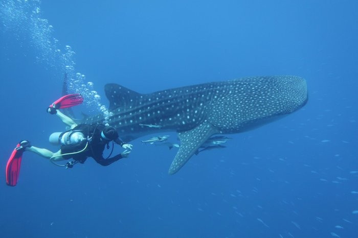 You Should See Things when visiting Japan